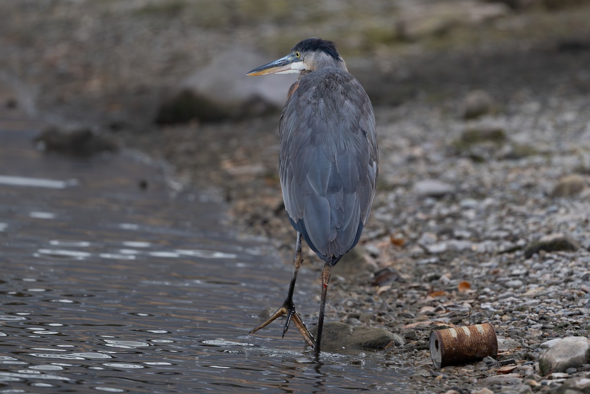 Great Blue Heron - ML646552713