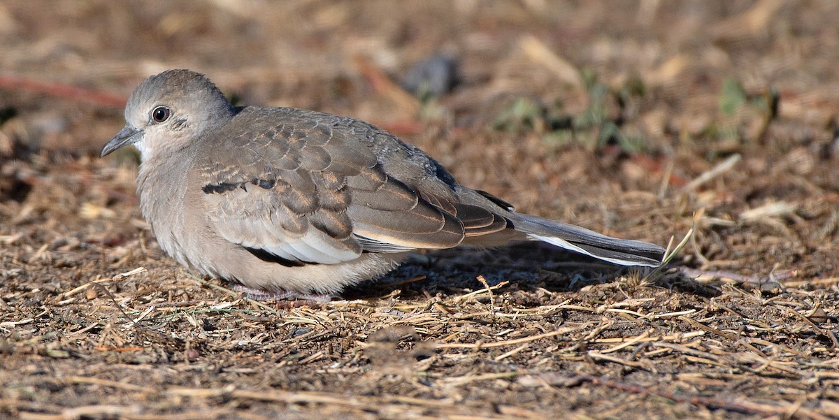 holoubek pikui - ML646552714