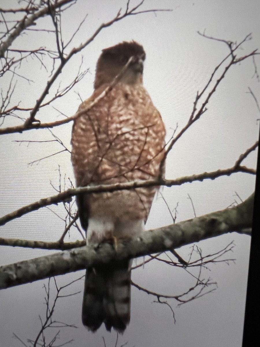 Amerika/Cooper Atmacası - ML646552715