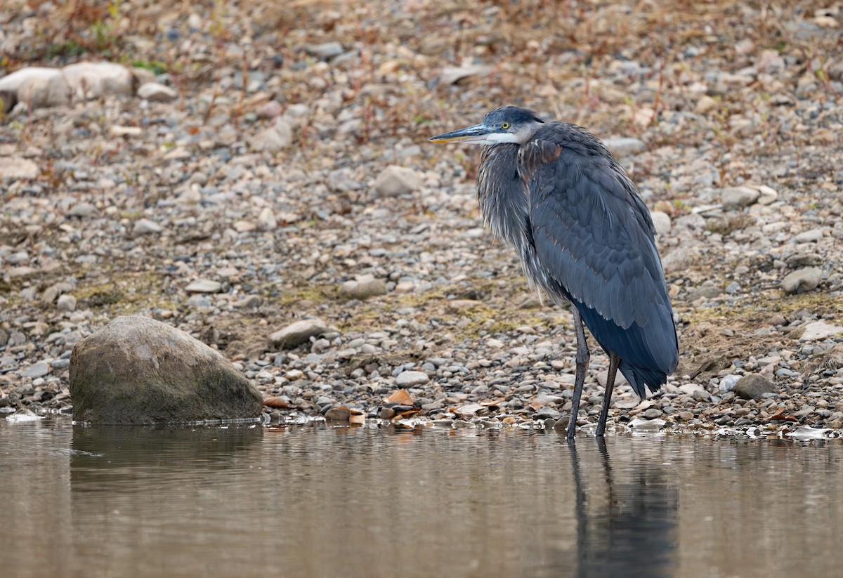 Great Blue Heron - ML646552716