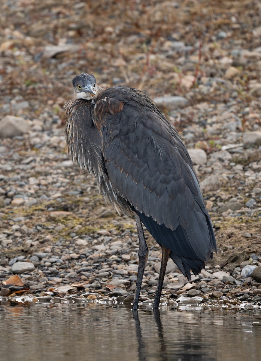 Great Blue Heron - ML646552721