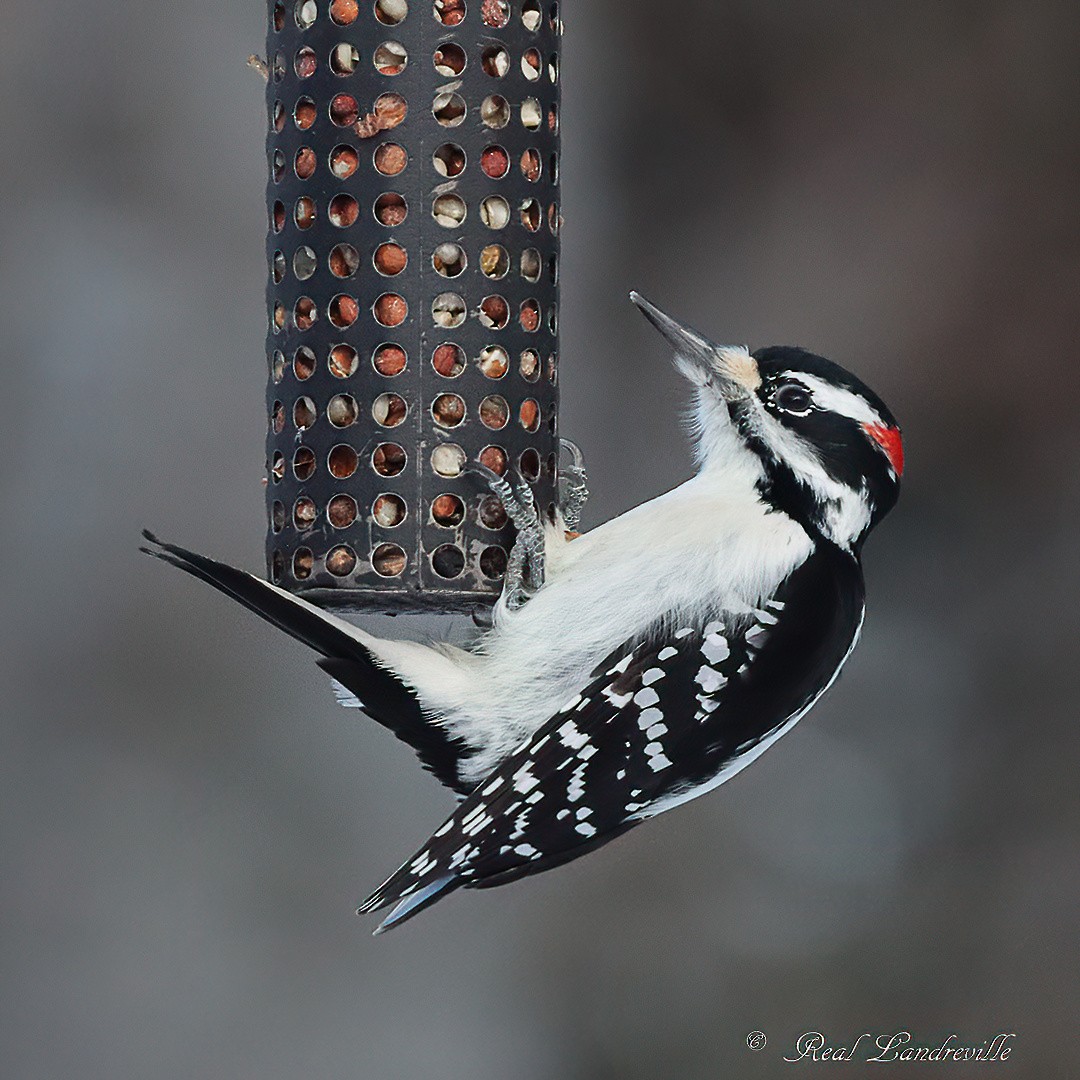 Hairy Woodpecker - ML646552722