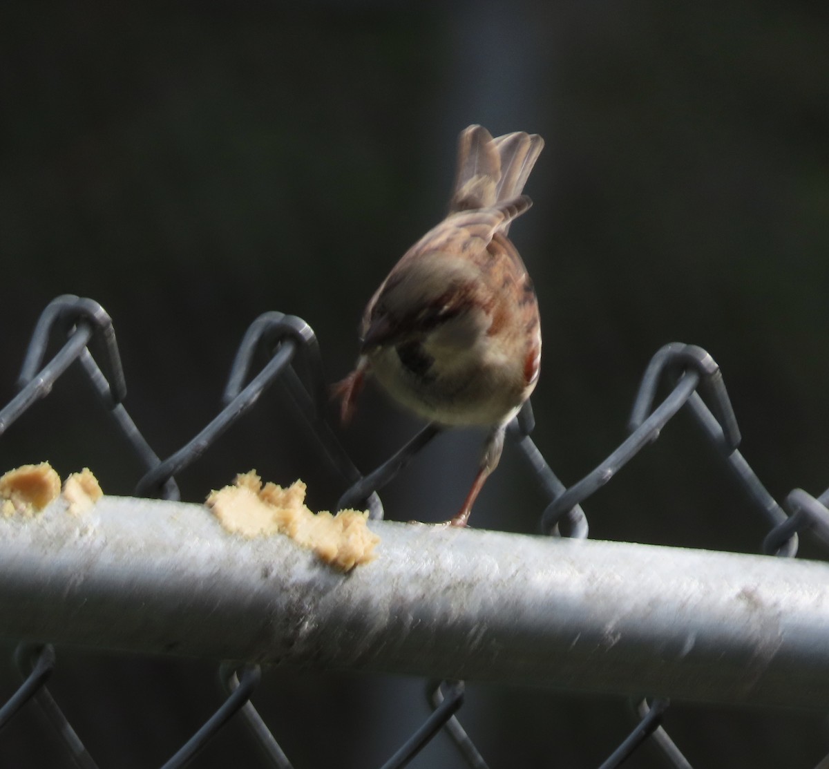 家麻雀 - ML646552724