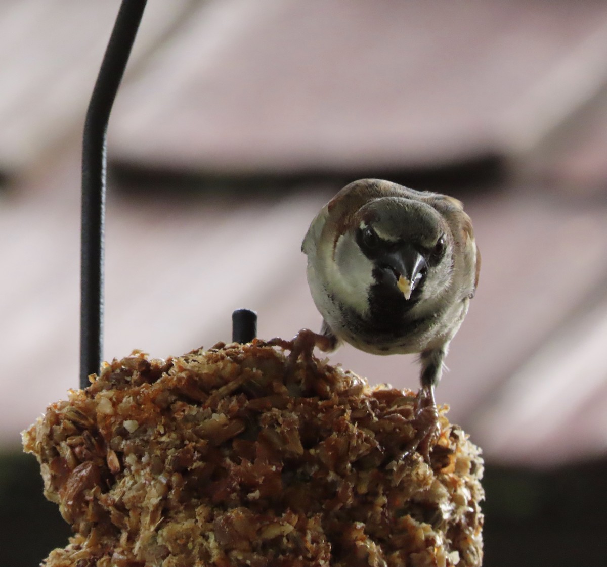 家麻雀 - ML646552725