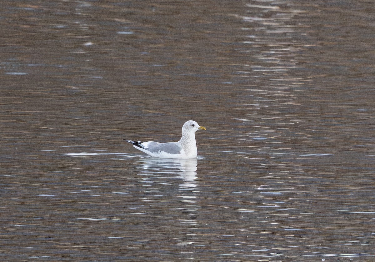 Short-billed Gull - ML646552726