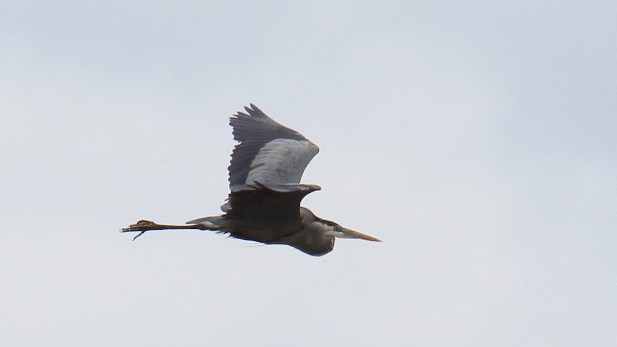 Great Blue Heron - ML646552727
