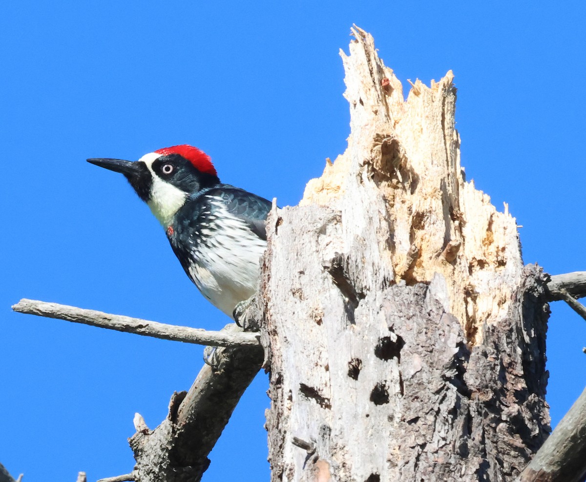 Acorn Woodpecker - ML646552729