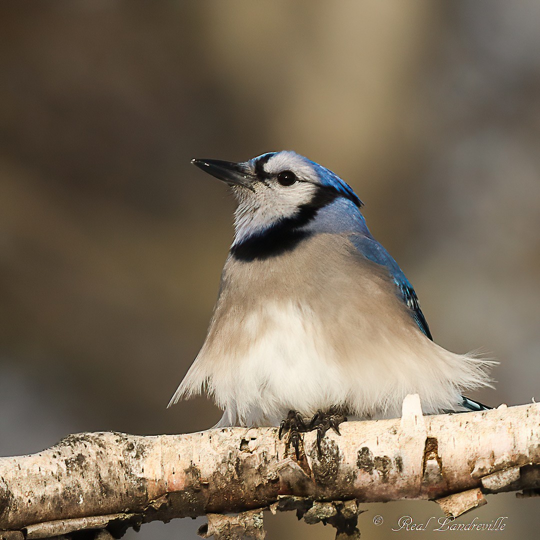 Blue Jay - ML646552730