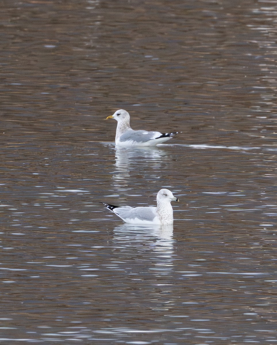 Short-billed Gull - ML646552731