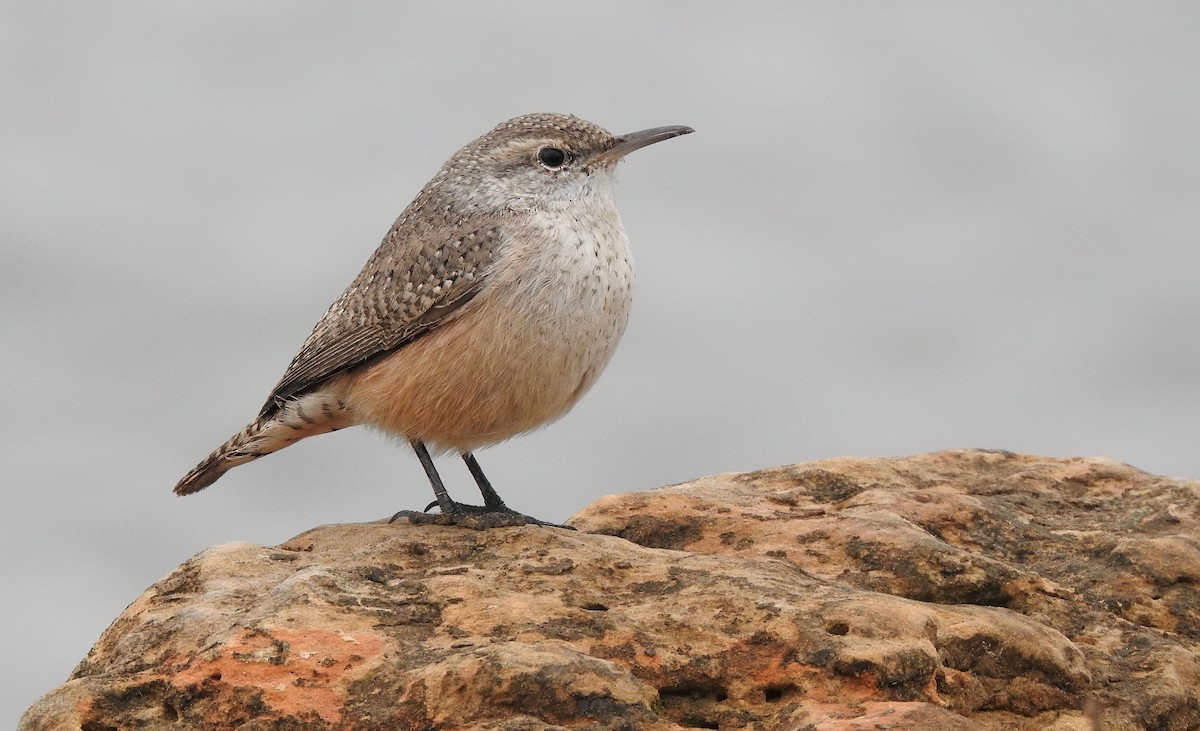 Rock Wren - ML646552738