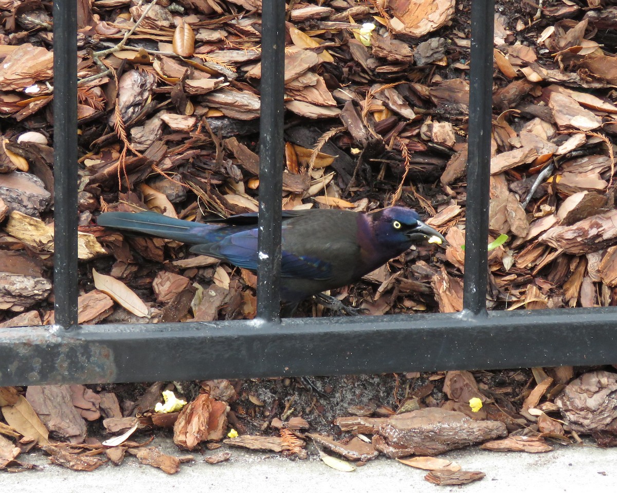 Purpurgrackel - ML646552739