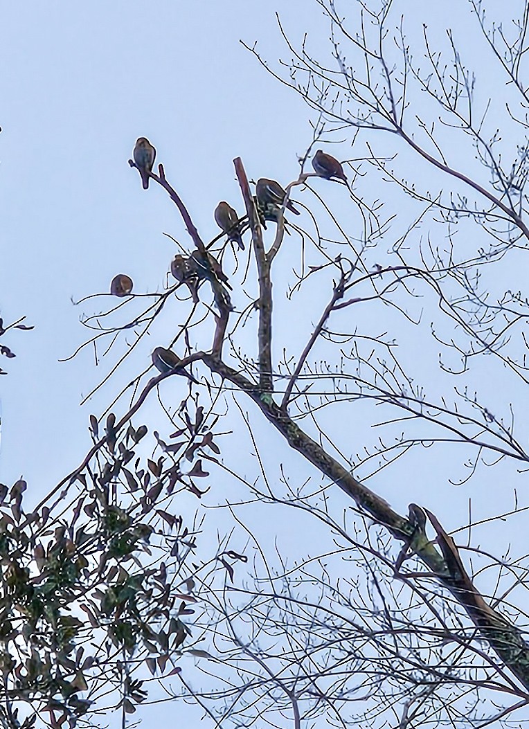 White-winged Dove - ML646552740