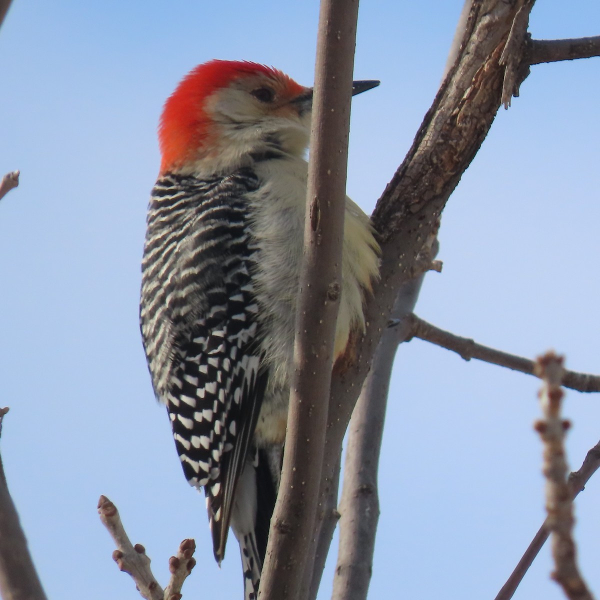 Red-bellied Woodpecker - ML646552745