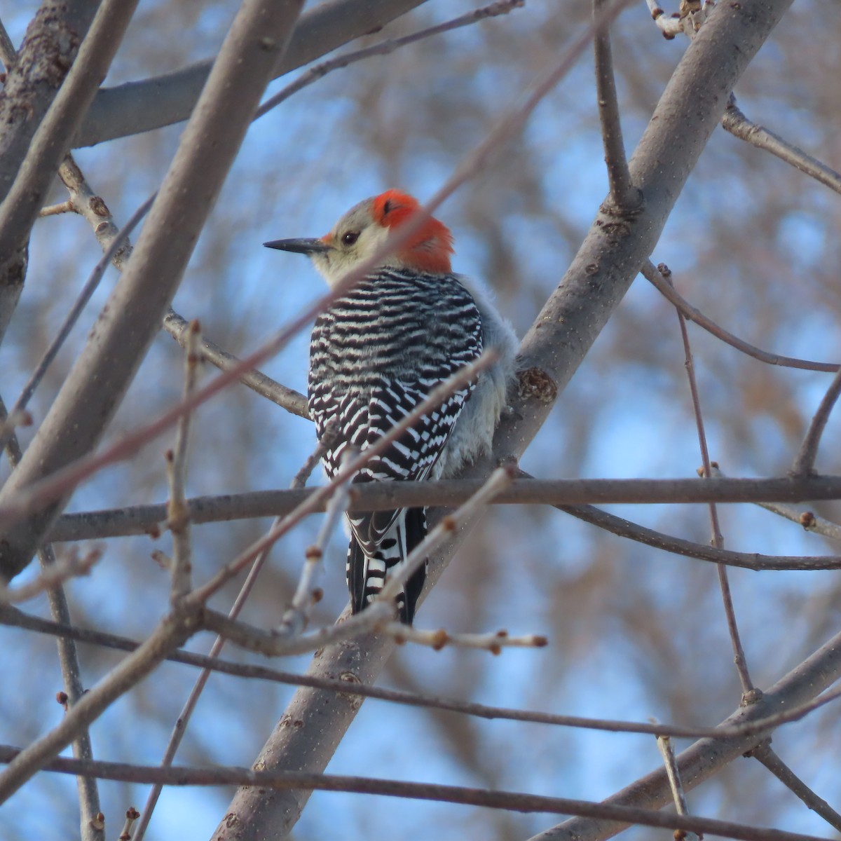 Red-bellied Woodpecker - ML646552746