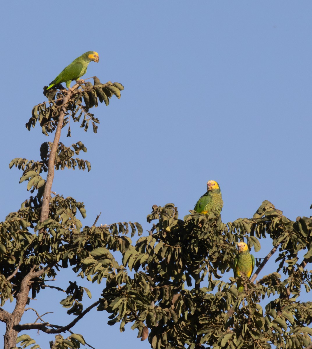 Yellow-faced Parrot - ML646552747