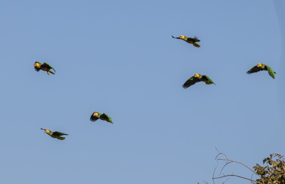 Yellow-faced Parrot - ML646552748