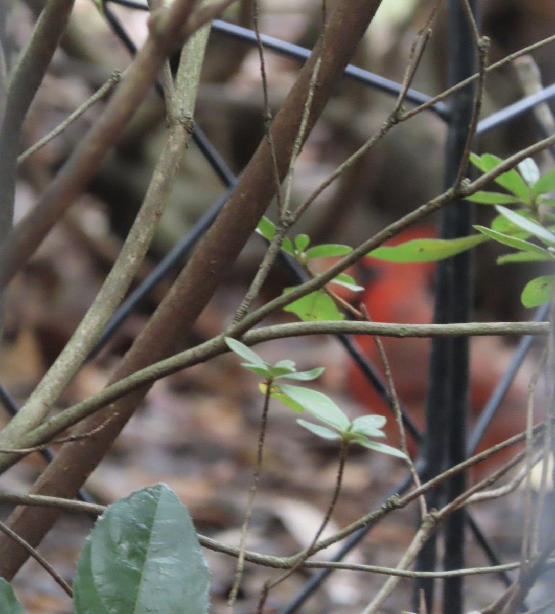 Northern Cardinal - ML646552749