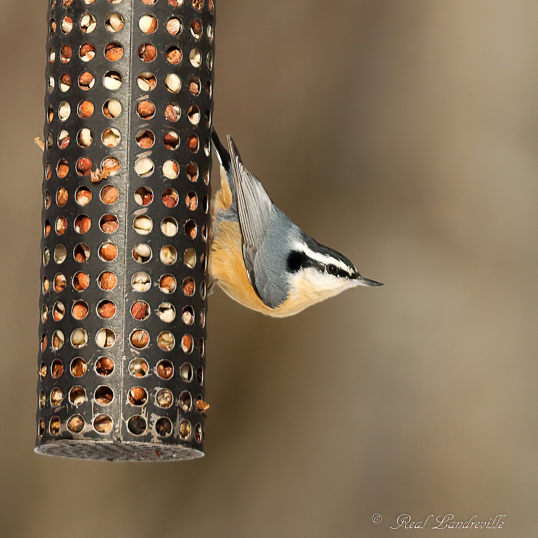 Red-breasted Nuthatch - ML646552750