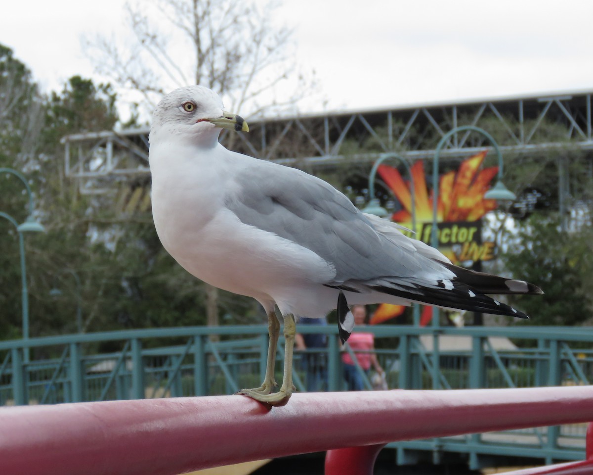 Ring-billed Gull - ML646552753