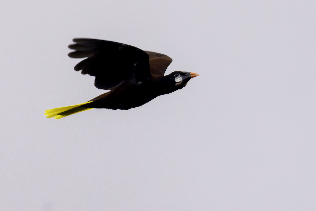 Montezuma Oropendola - ML646552754