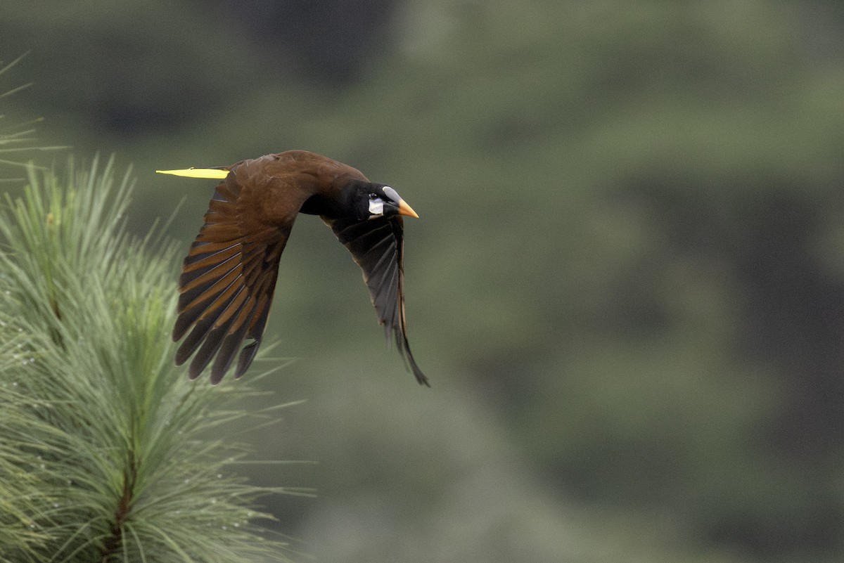 Montezuma Oropendola - ML646552756