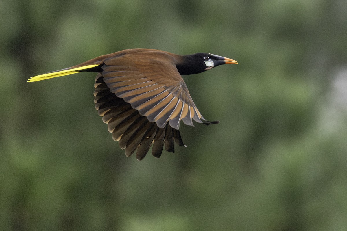 Montezuma Oropendola - ML646552757