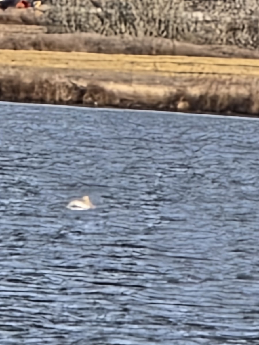 Pélican d'Amérique - ML646552758