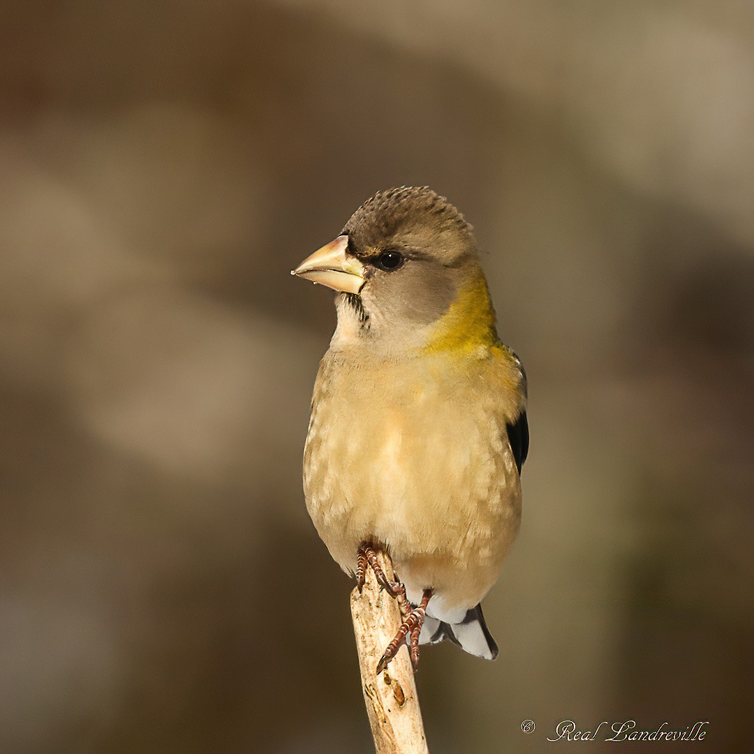 Evening Grosbeak - ML646552760