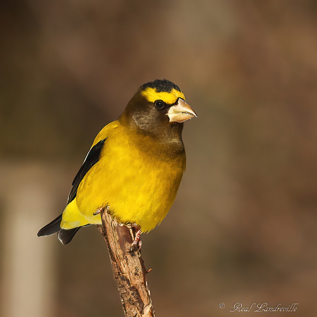 Evening Grosbeak - ML646552761