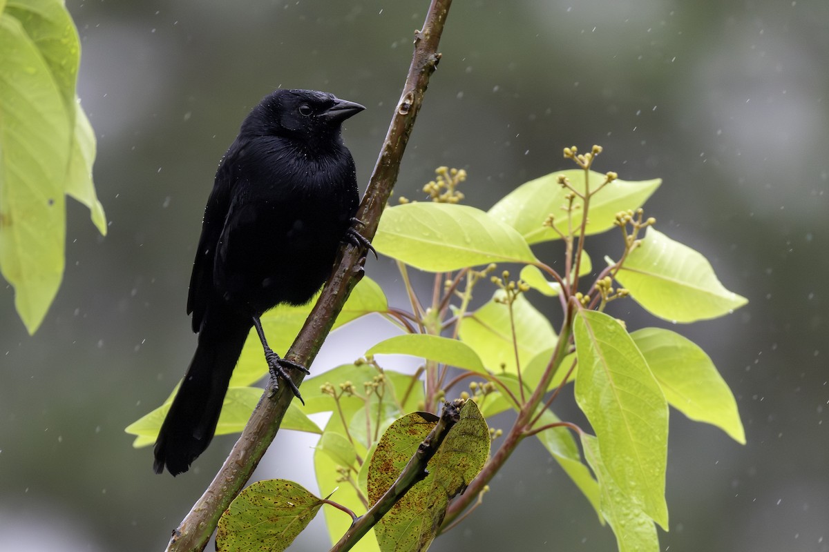 Melodious Blackbird - ML646552762