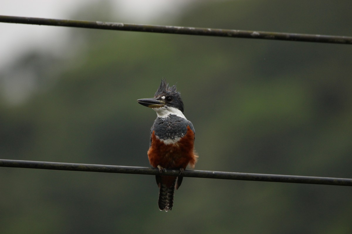 Ringed Kingfisher - ML646552765