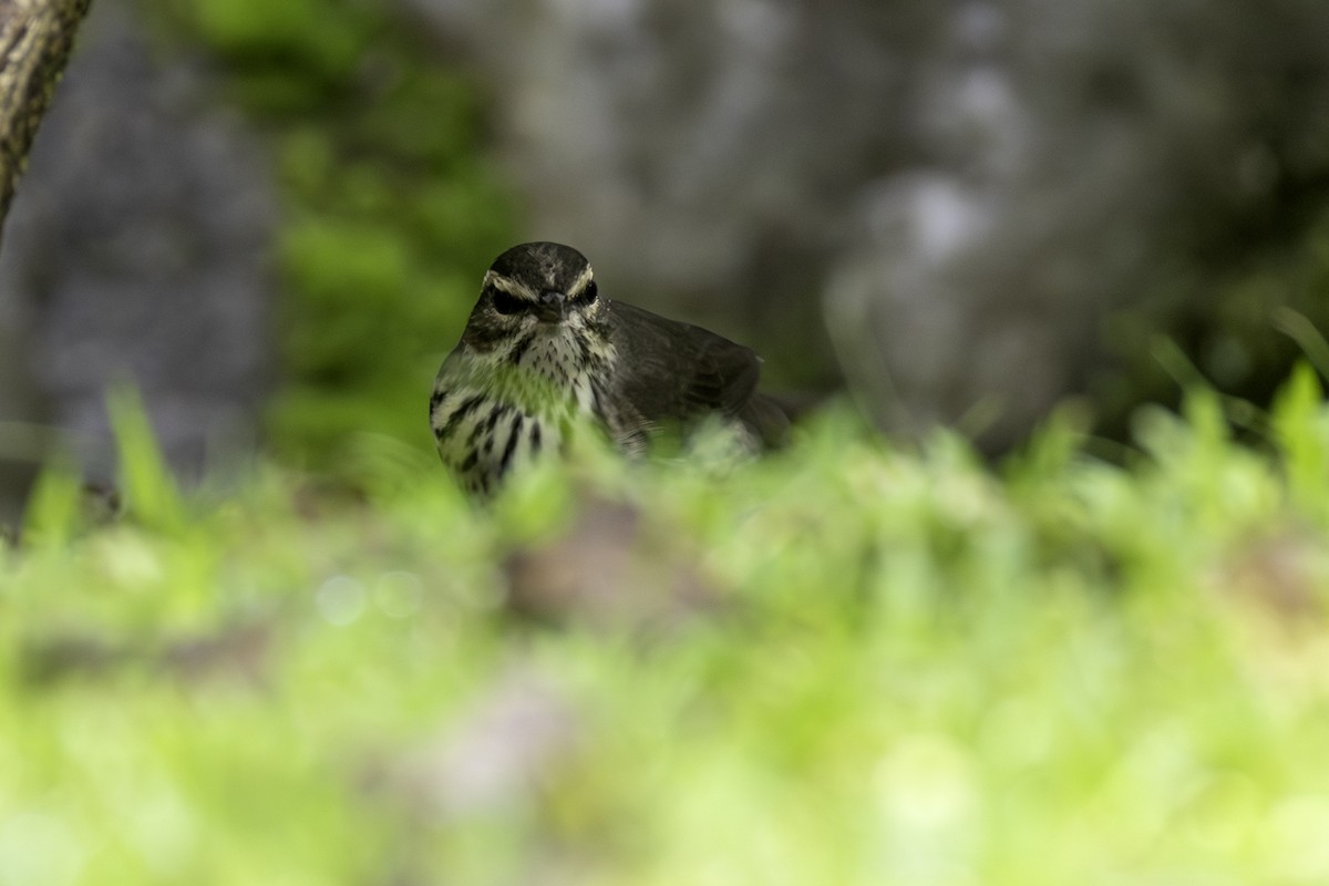 Northern Waterthrush - ML646552767