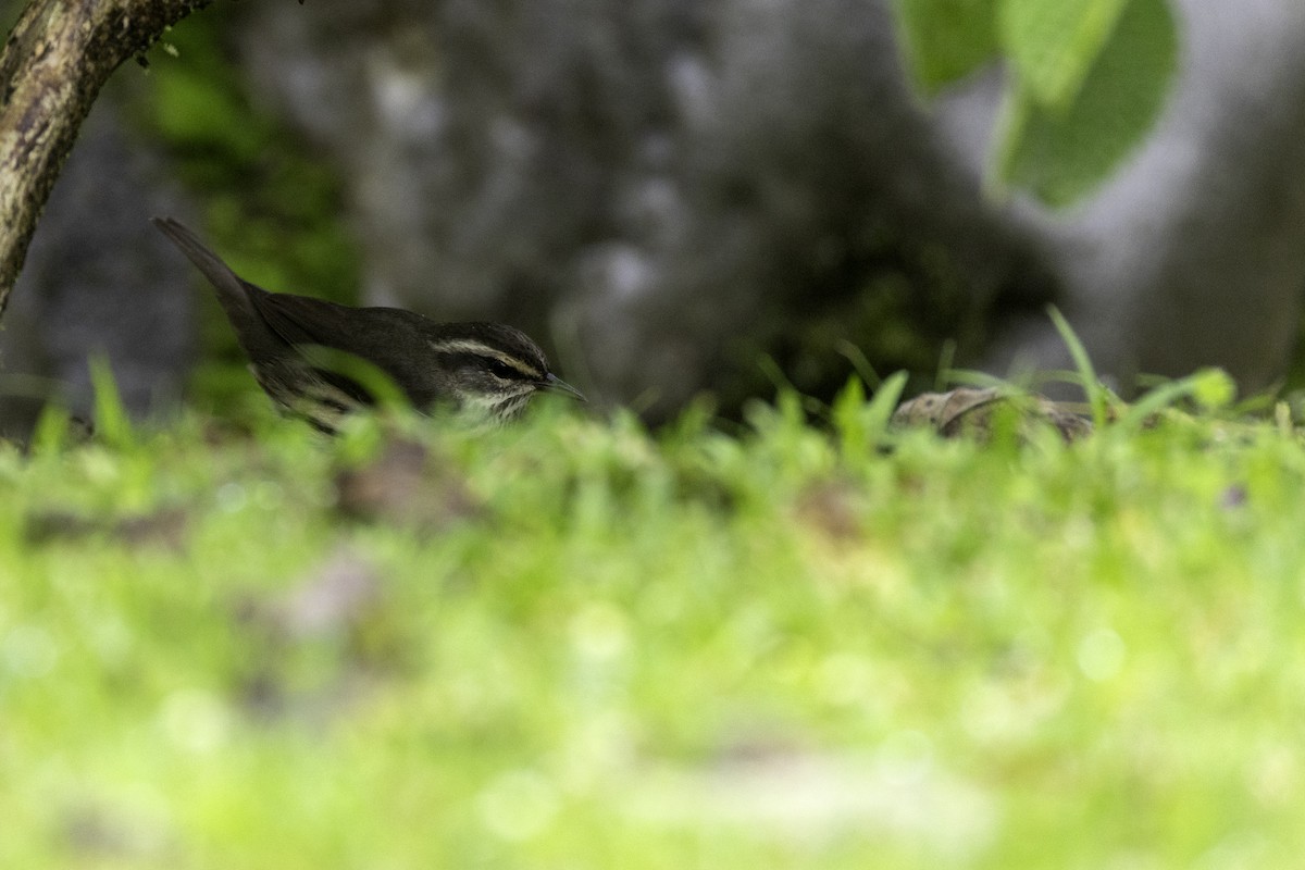 Northern Waterthrush - ML646552768
