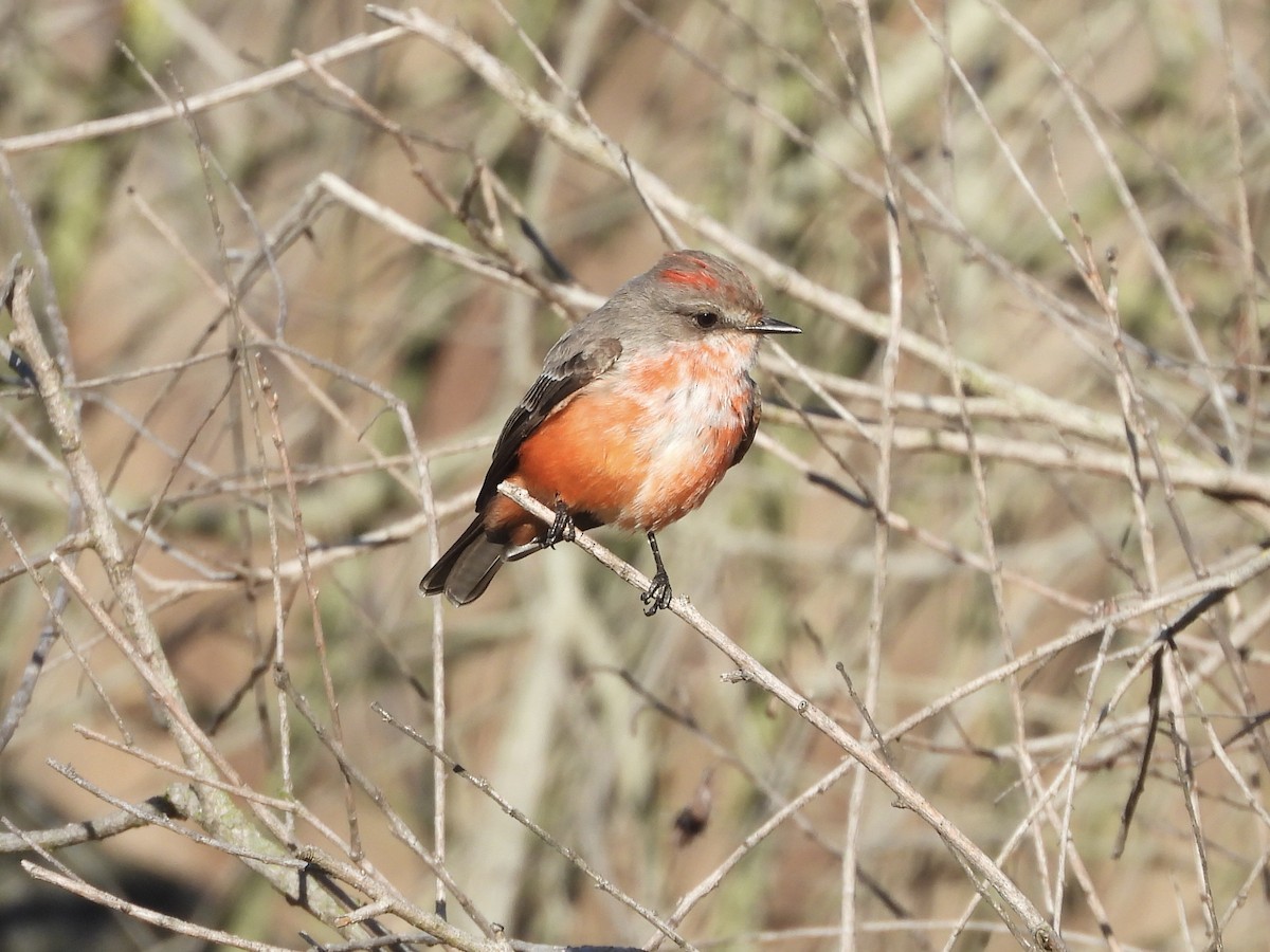 Vermilion Flycatcher - ML646552771