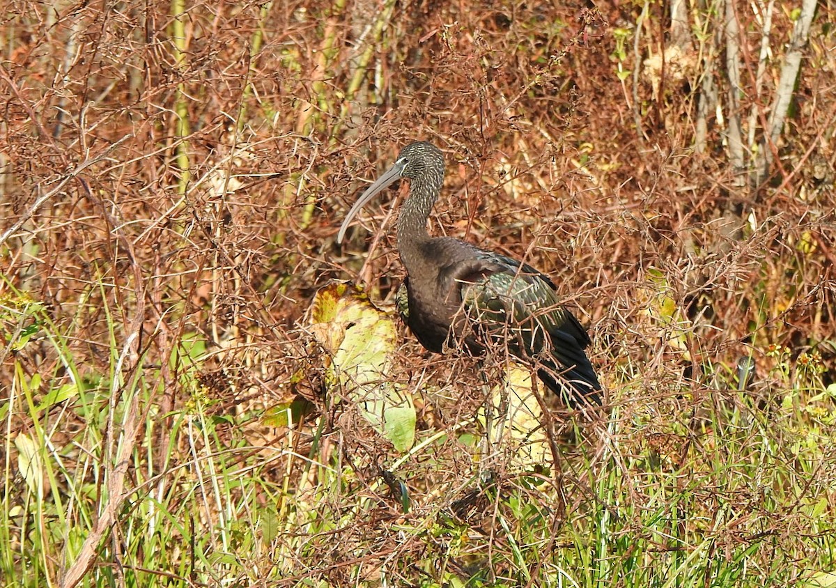 Glossy Ibis - ML646552773