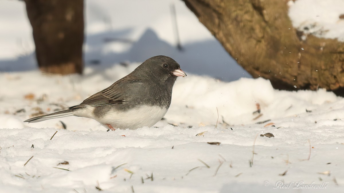 Dark-eyed Junco - ML646552774
