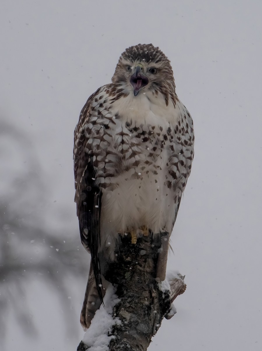 Red-tailed Hawk - ML646552775