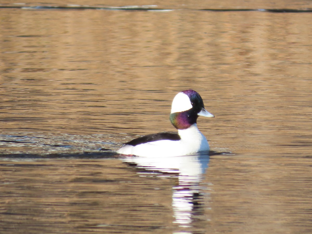 Bufflehead - ML646552776