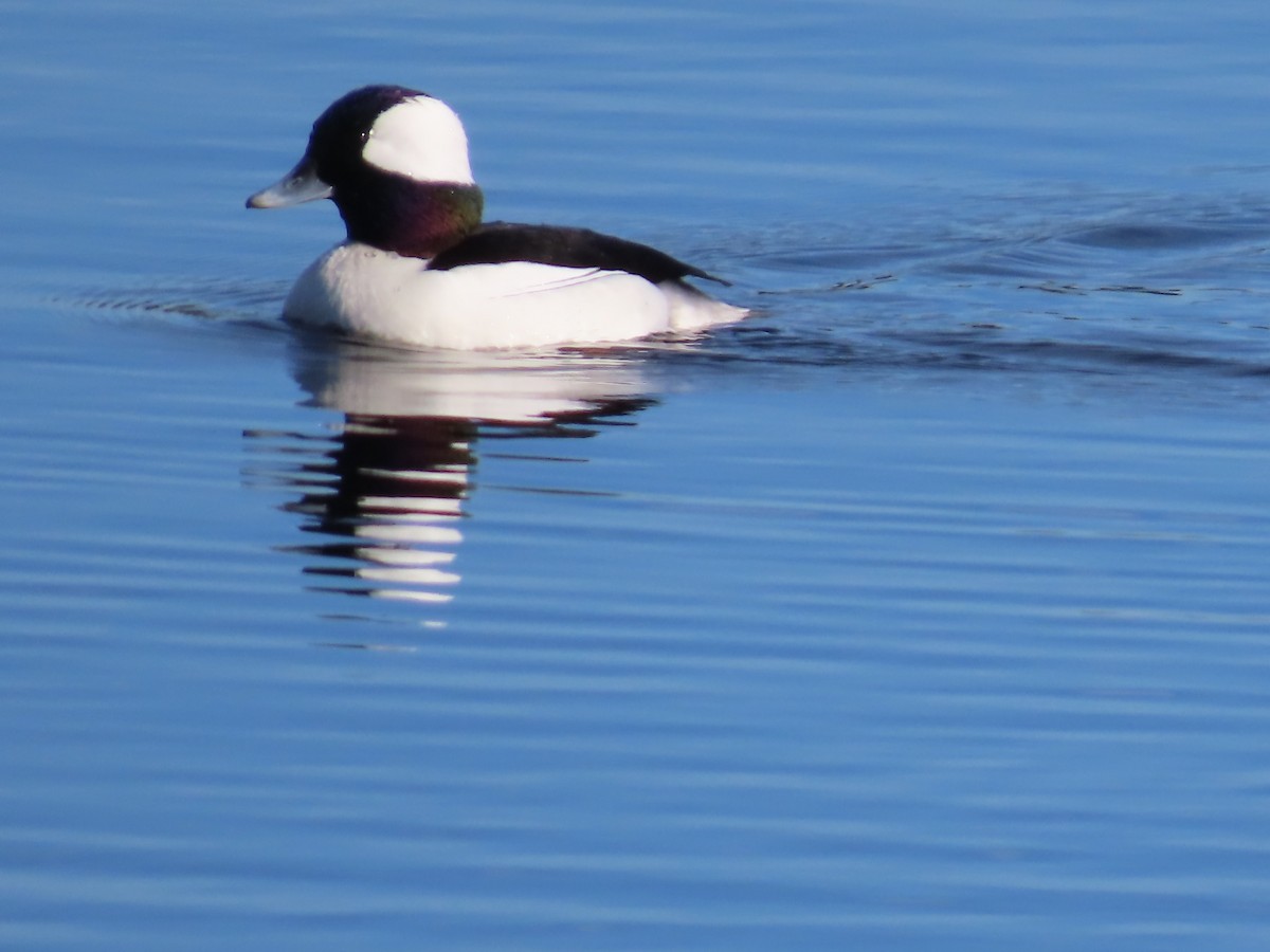 Bufflehead - ML646552777