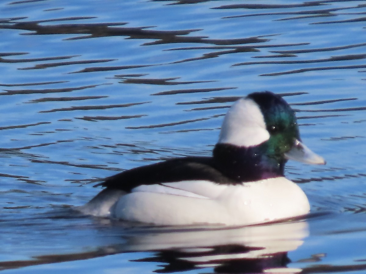 Bufflehead - ML646552778