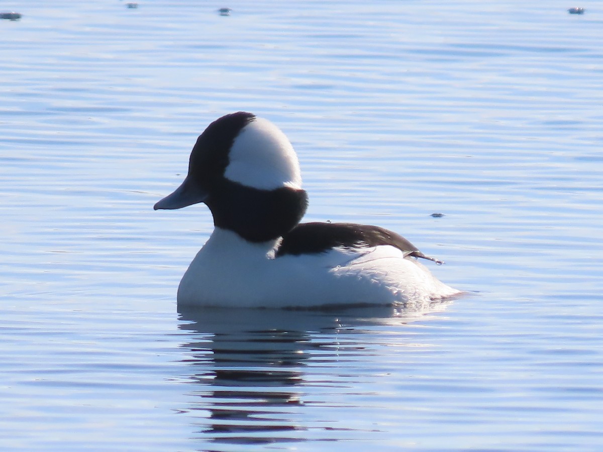 Bufflehead - ML646552779