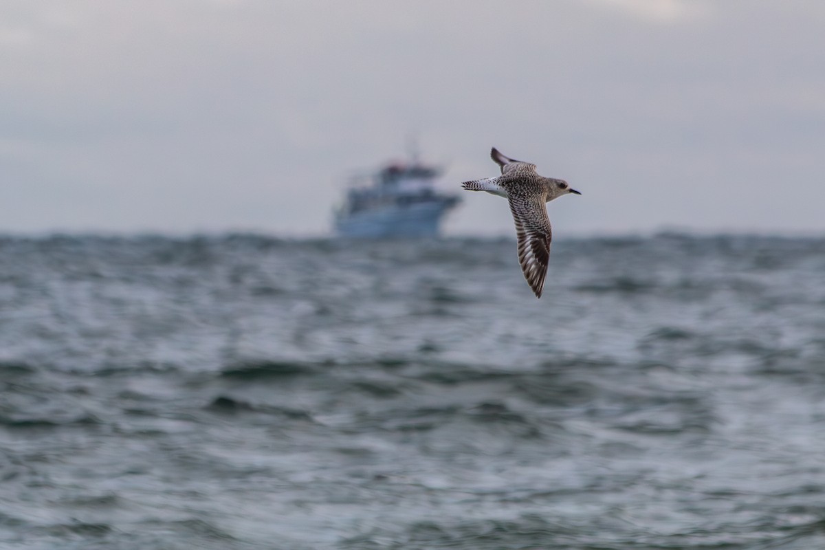 Chorlito Gris - ML646552780
