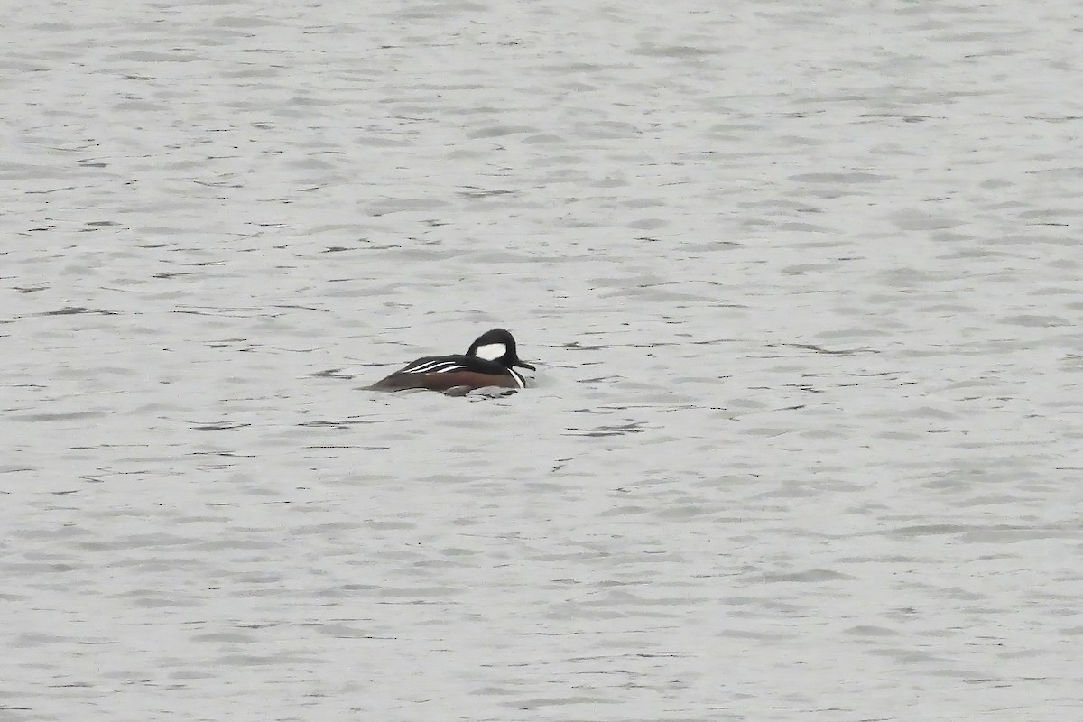 מרגון מקושט - ML646552781