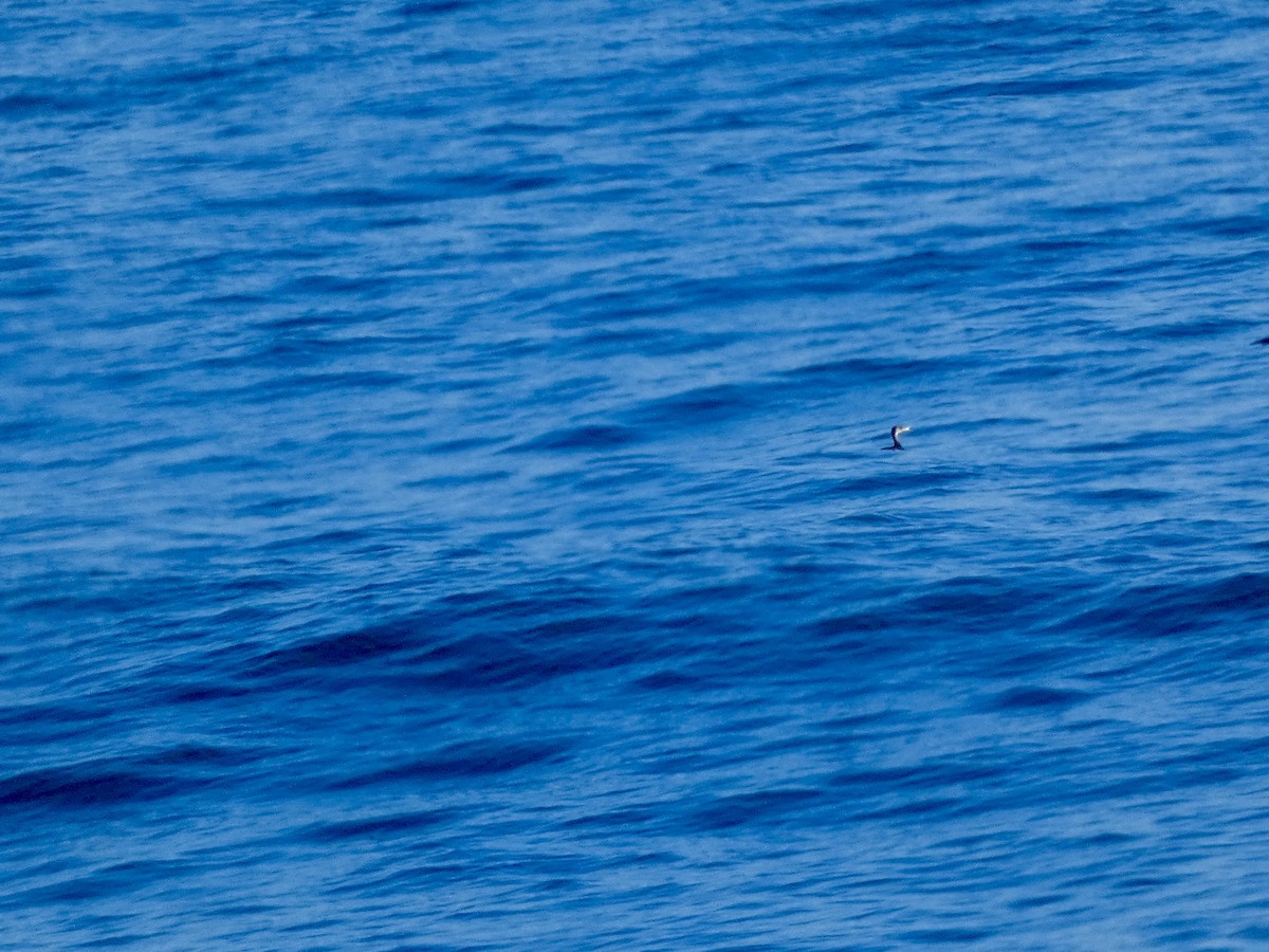 potápka rudokrká - ML646552783