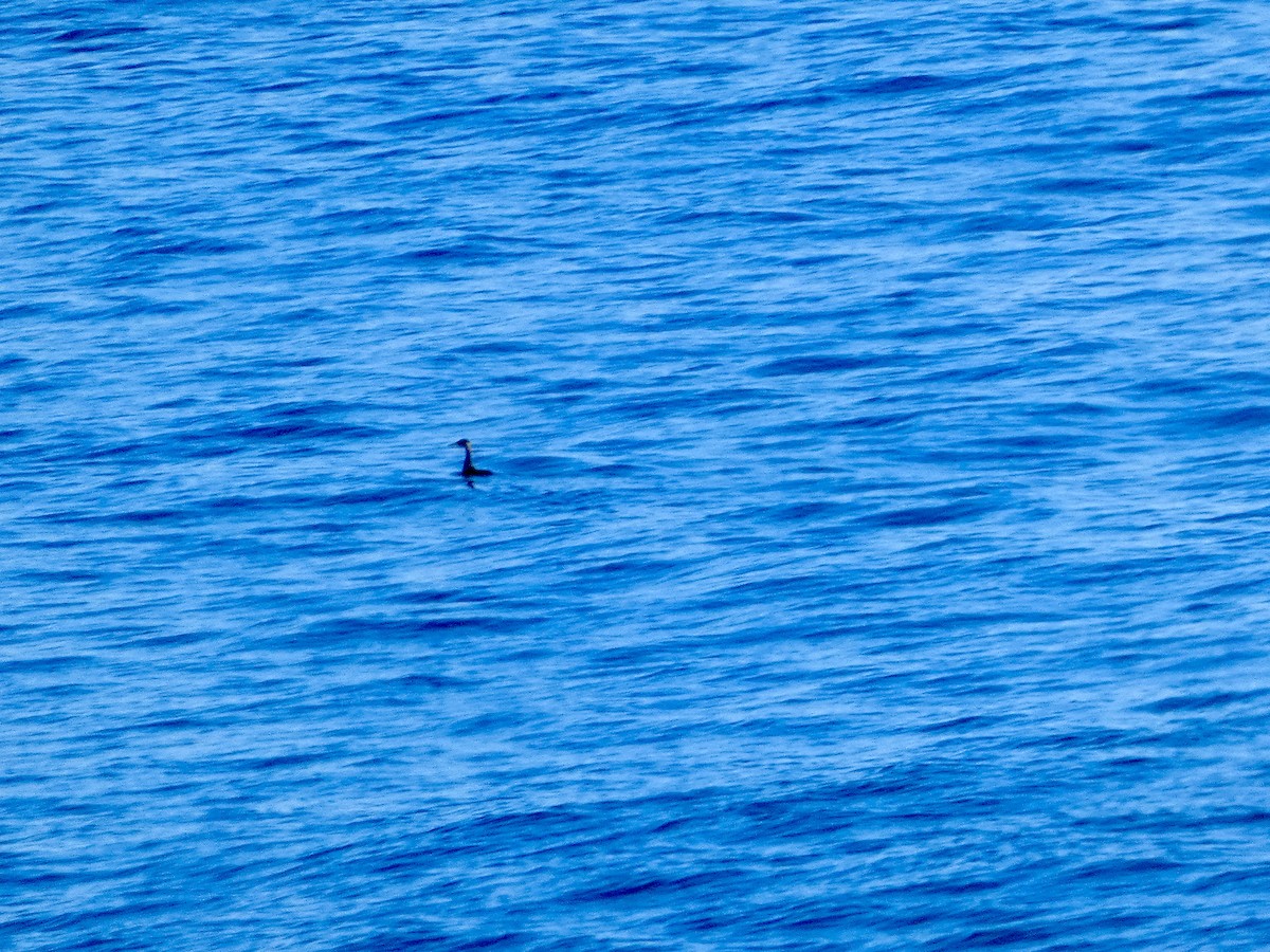 potápka rudokrká - ML646552784