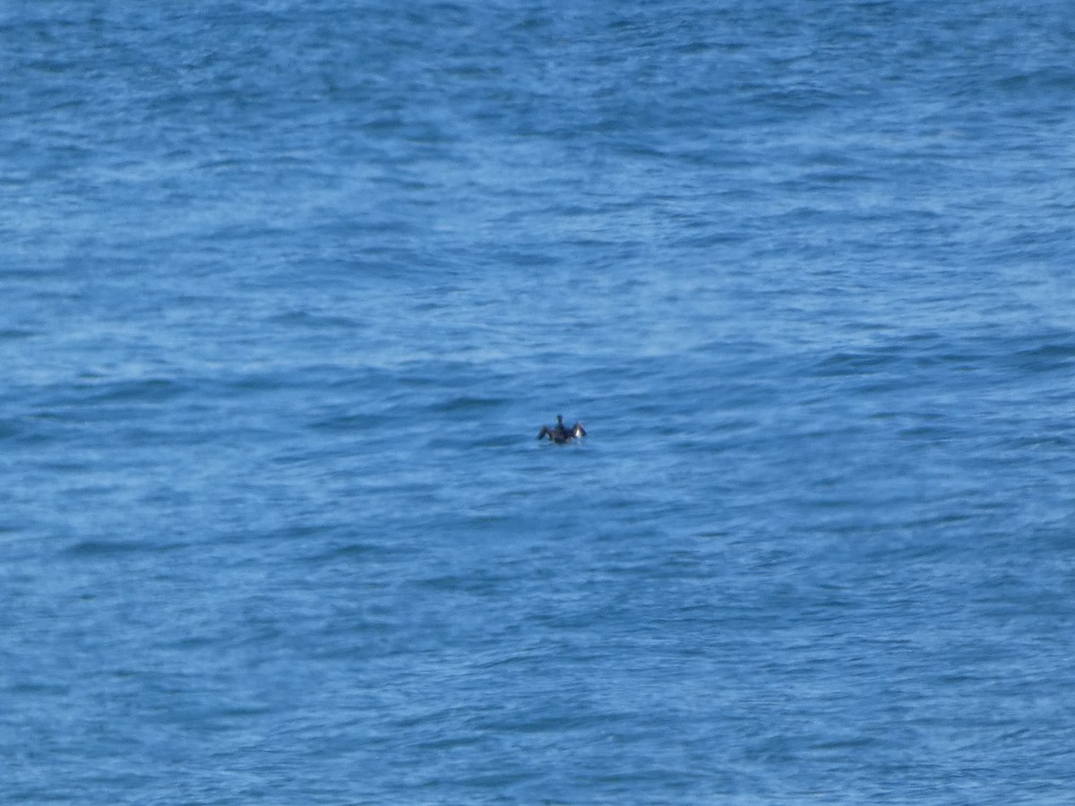 potápka rudokrká - ML646552785