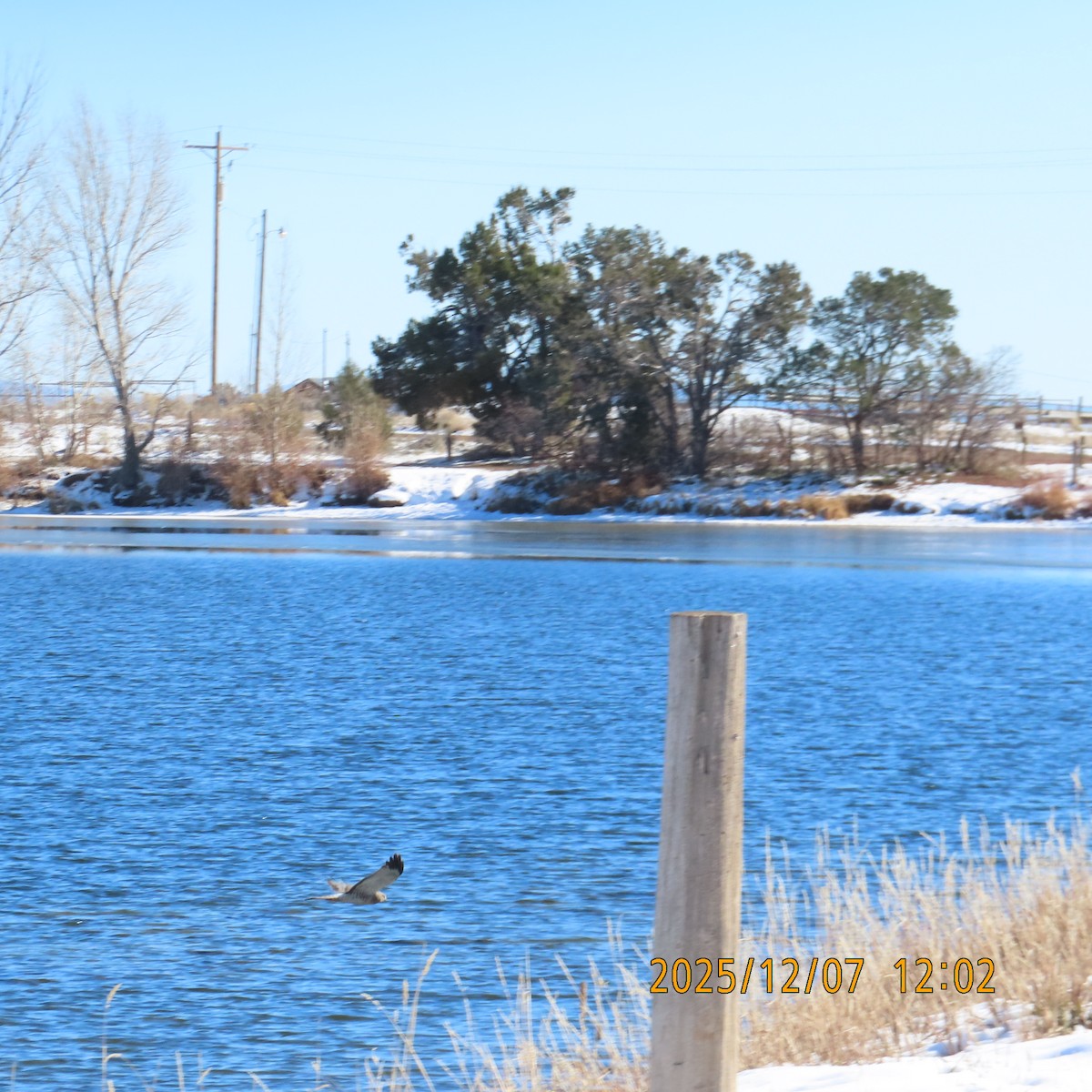 Northern Harrier - ML646552787