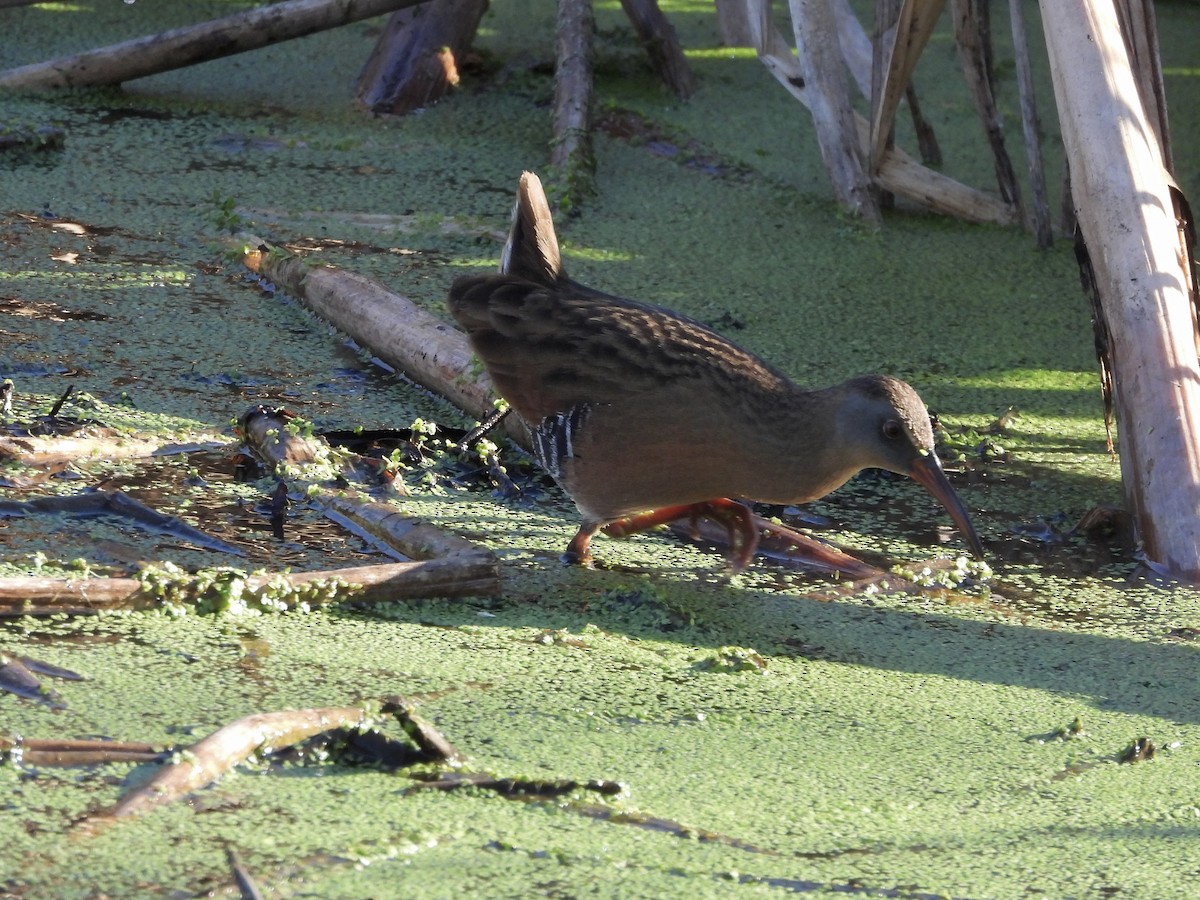 Virginia Rail - ML646552793