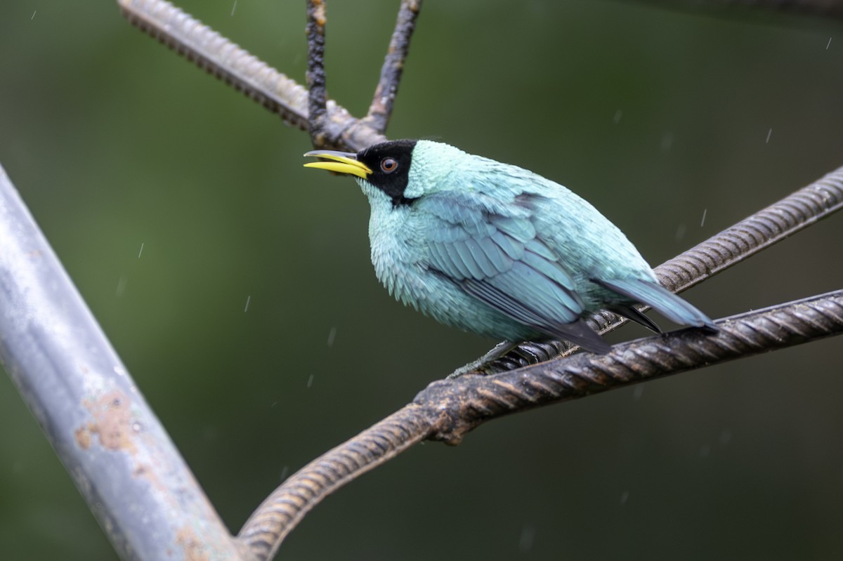 Green Honeycreeper - ML646552795