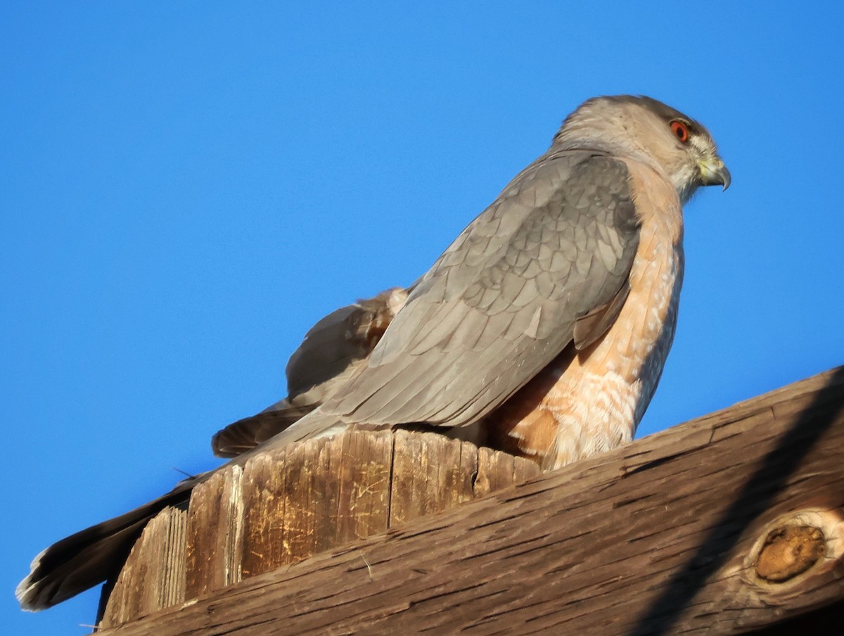 Épervier de Cooper - ML646552796